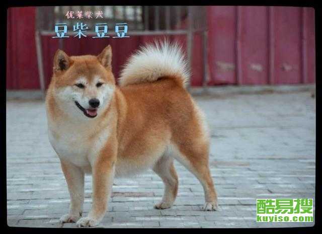 西安纯种柴犬多少钱一只,买柴犬到【优莱犬舍】