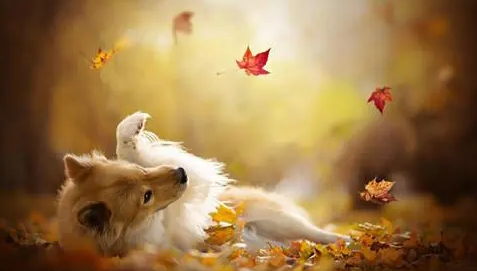 「養(yǎng)寵經(jīng)驗分享」狗鈣片吃到多大，狗狗鈣片一天喂幾粒