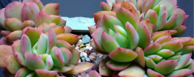 怎么看綺羅是不是綴化