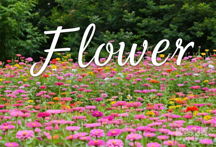 花卉世界英文 花卉世界英文怎么說(shuō)