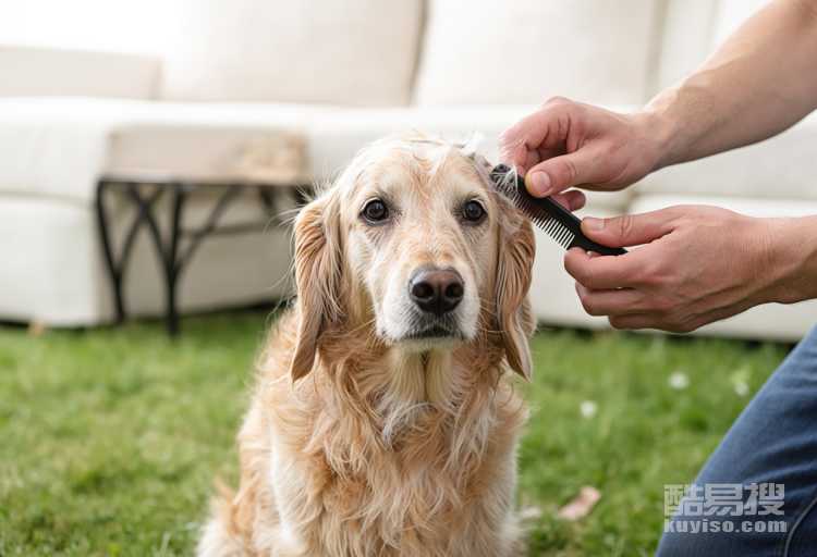 狗毛打結(jié)了怎么辦 狗狗毛打結(jié)解決辦法
