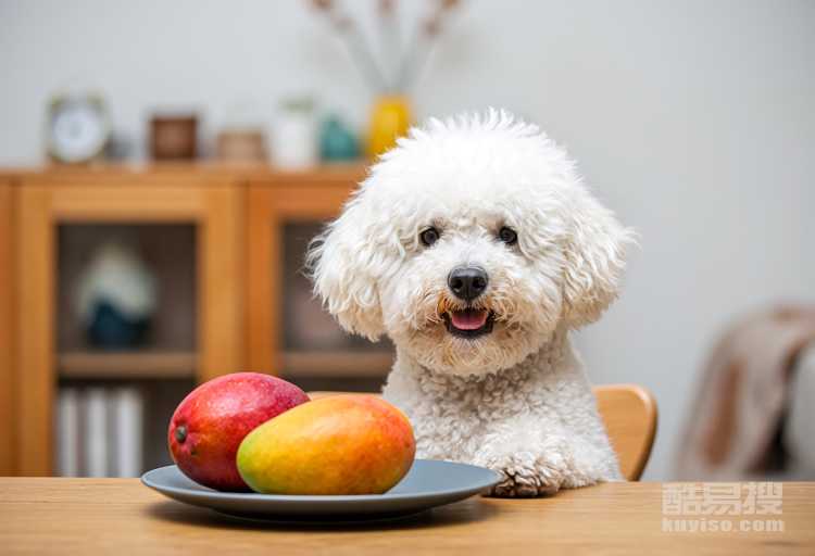 比熊可以吃芒果嗎 比熊可以吃芒果但要適量