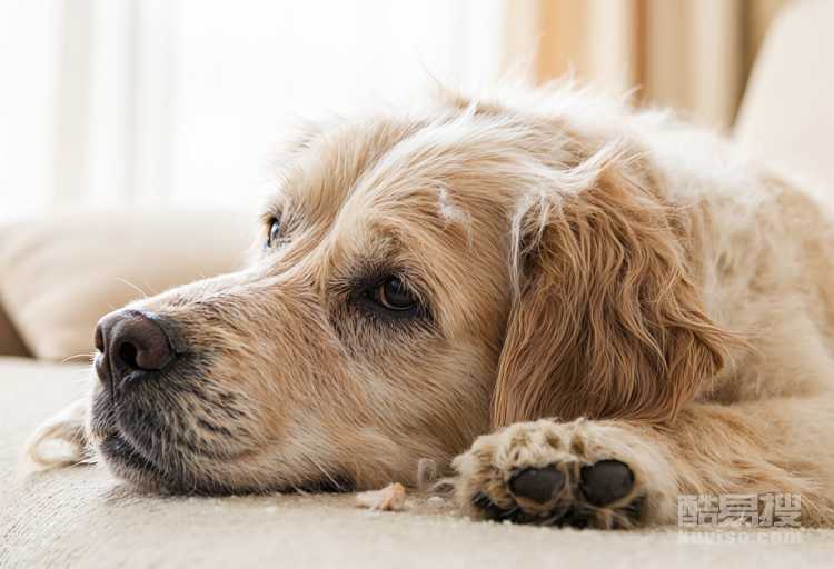 狗狗換毛期什么癥狀 狗狗換毛期間要注意什么