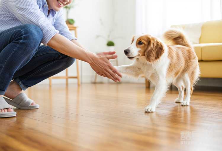 怎么才能讓狗狗認(rèn)自己 讓狗狗認(rèn)自己