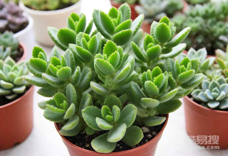 鹿角海棠養(yǎng)殖方法,沒(méi)想到爆盆的鹿角海棠竟然這么美