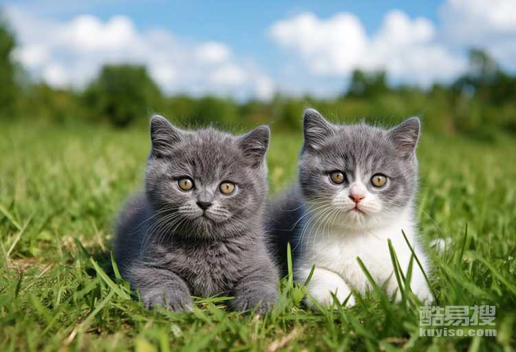 兩個月英短幼貓怎么養(yǎng)