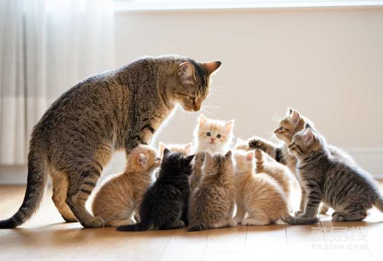 為什么貓一窩挑更大