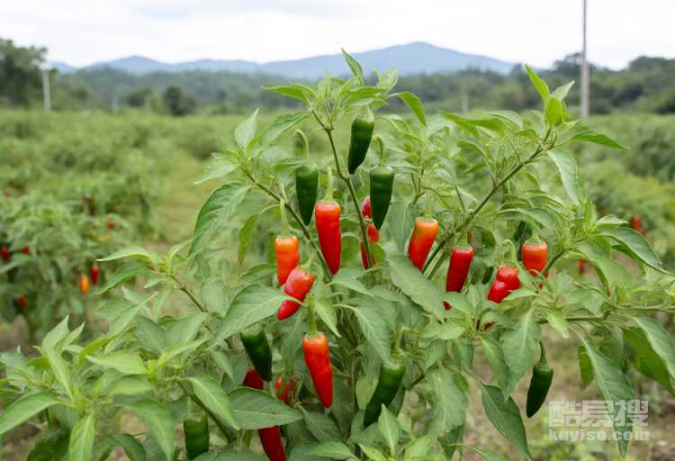 辣椒?；ū９檬裁此幾詈?？