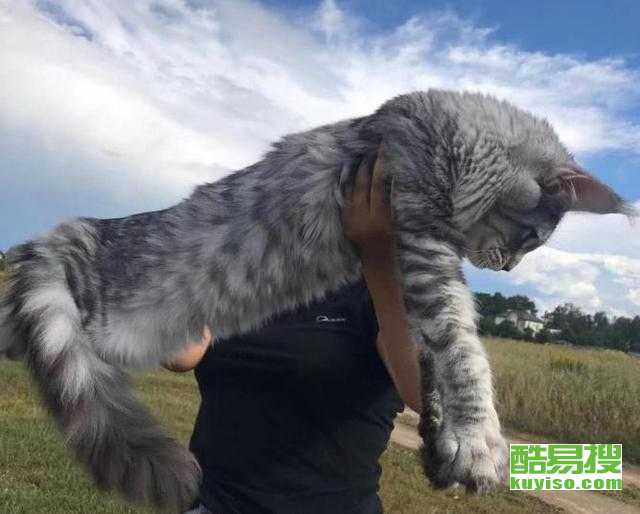 栖霞宠物猫信息