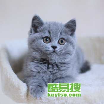 北京大兴纯血英短蓝猫幼崽低价出售